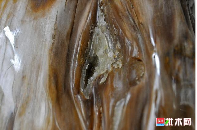 anywood.com