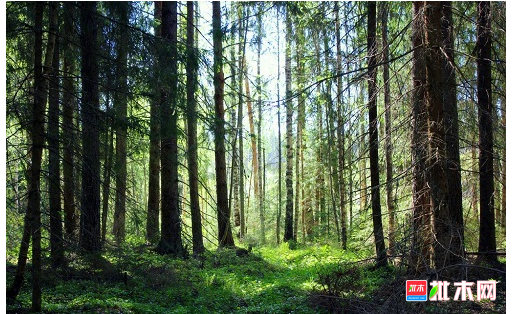 anywood.com