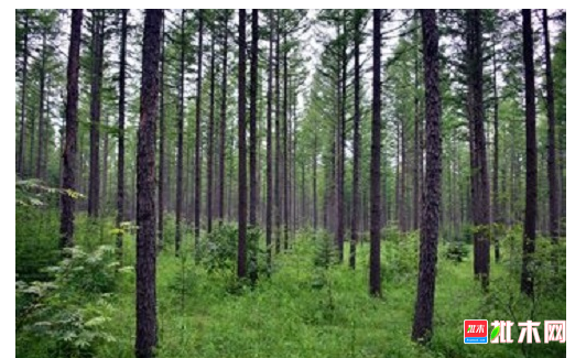 anywood.com