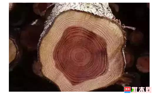anywood.com
