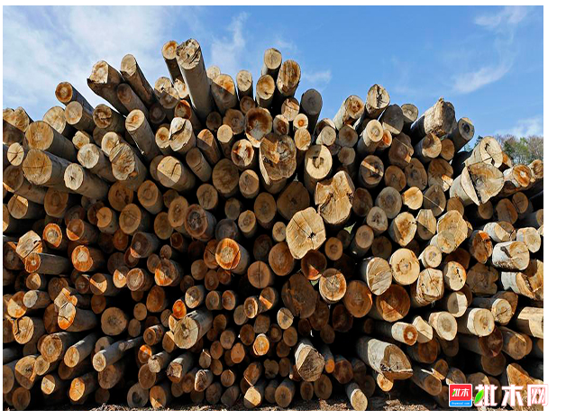 anywood.com
