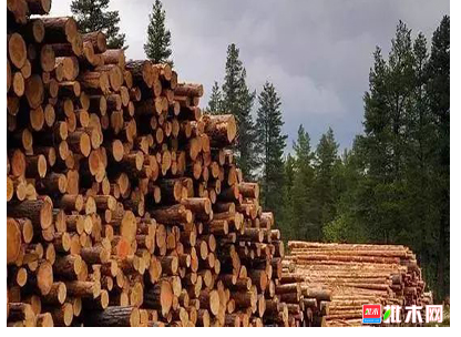 anywood.com