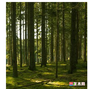anywood.com