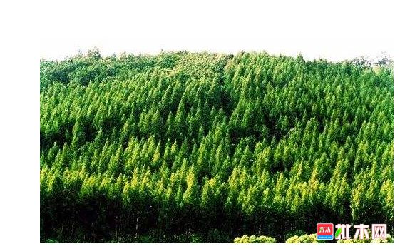anywood.com