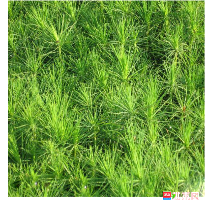 anywood.com