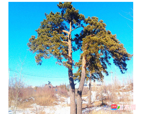 anywood.com
