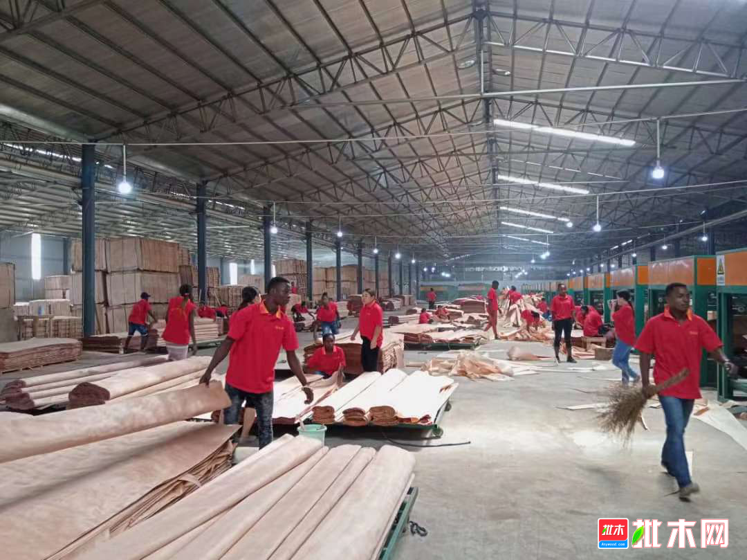 批木网——加蓬特区中国金山木业工厂