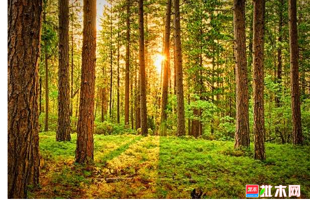 anywood.com