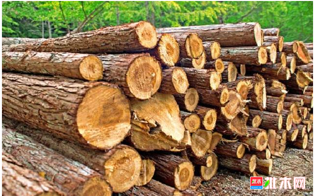 中国成日本最大木材进口国,日本政府:不能再卖木头给中国了!