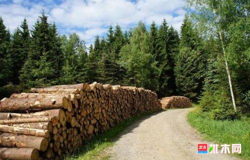 20年1月1日起,采伐针叶类林木只能在俄罗斯境