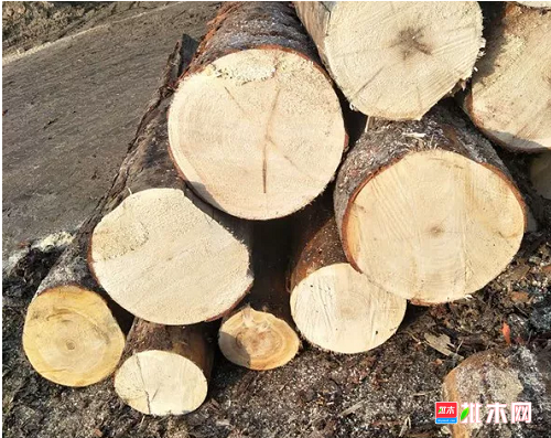 anywood.com