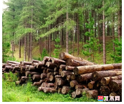 anywood.com