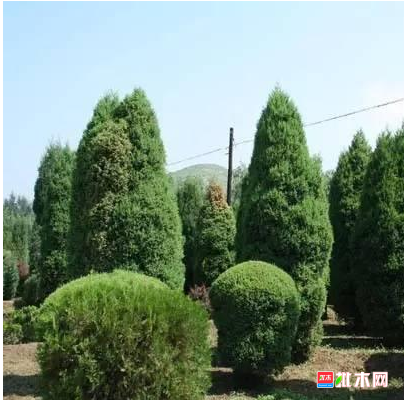 anywood.com