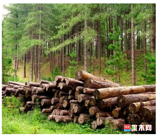 anywood.com