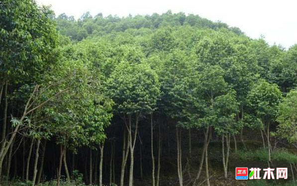 anywood.com