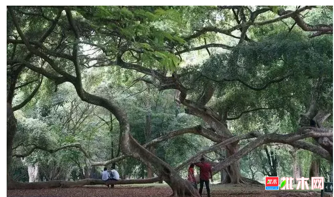 anywood.com