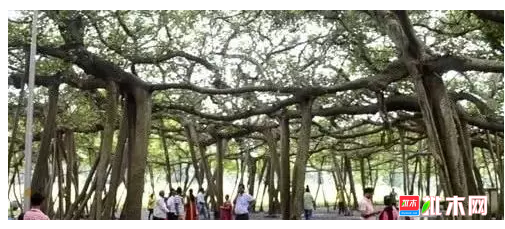 anywood.com