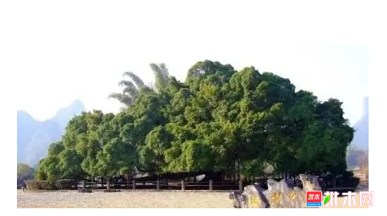 anywood.com