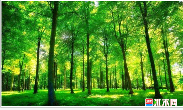 anywood.com