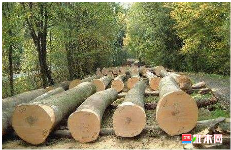 anywood.com
