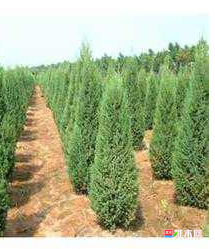 anywood.com