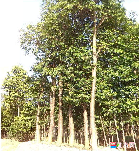 anywood.com