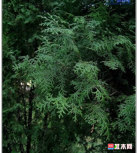 anywood.com