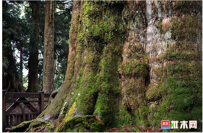 anywood.com