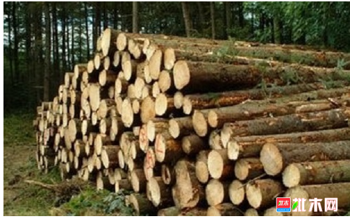 anywood.com