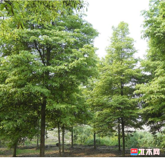 anywood.com