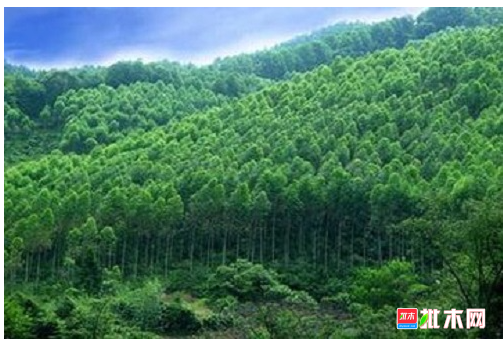 anywood.com