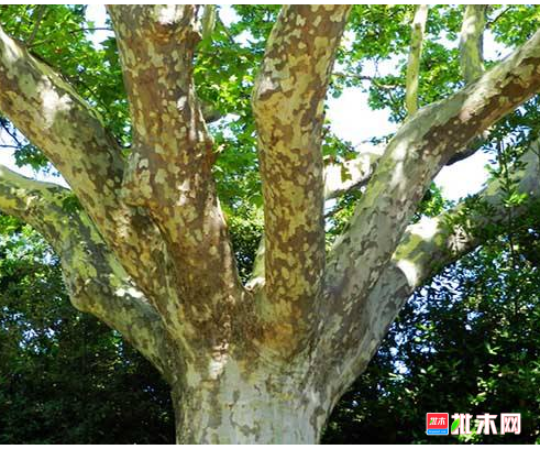 anywood.com