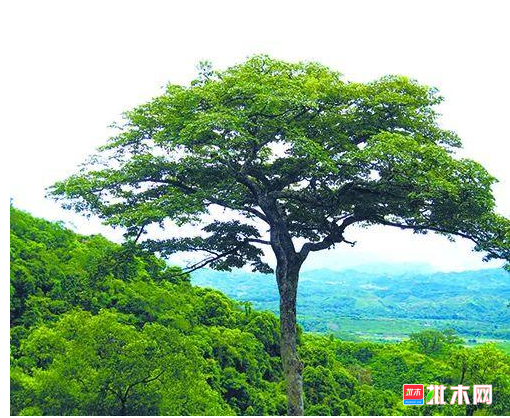 anywood.com