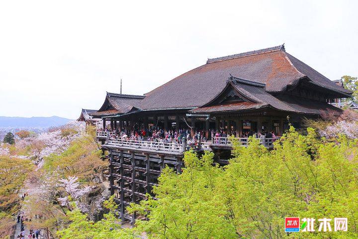 日本清水舞台，使用日本百年榉木建造