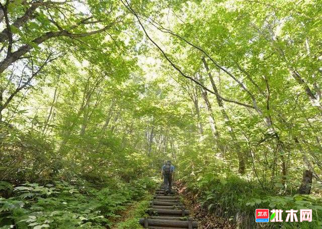 日本百年榉木，日本白神山地