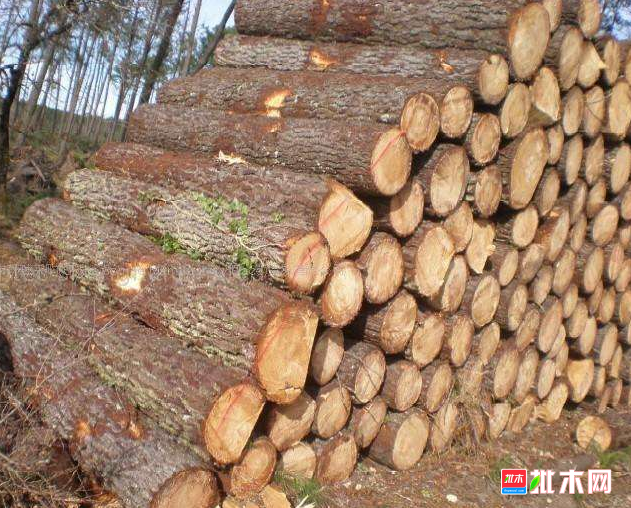 越南加强对接以降低木材行业供应链中断风险批木网