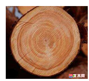 anywood.com