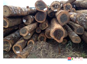 anywood.com