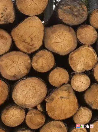 anywood.com