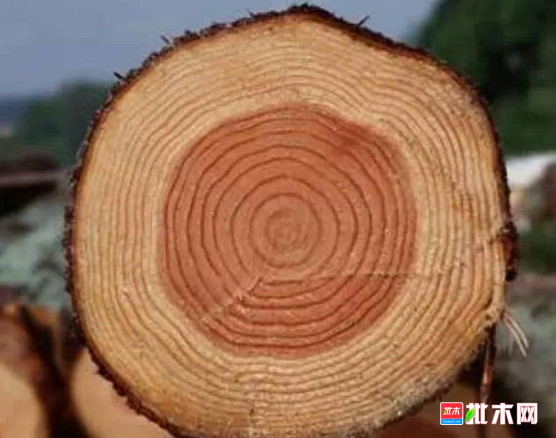 anywood.com