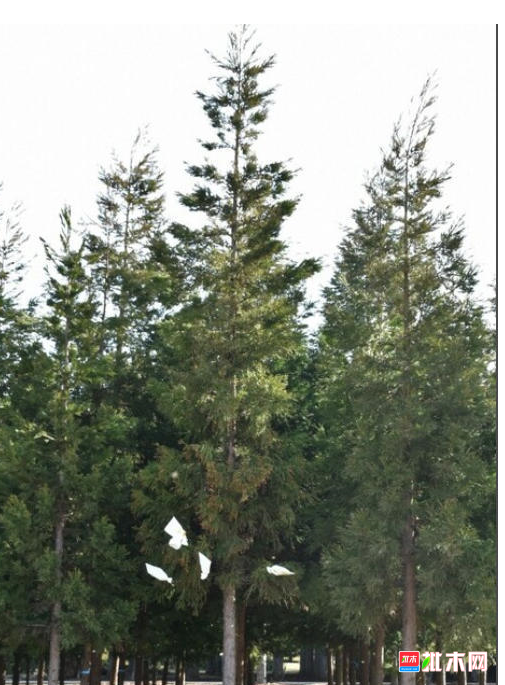 anywood.com