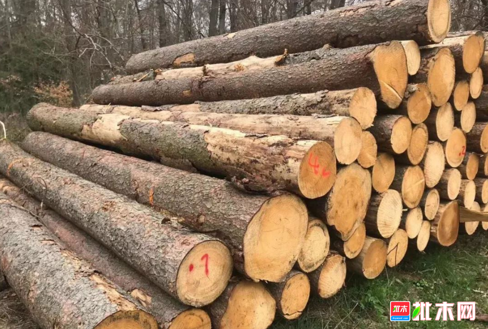 anywood.com