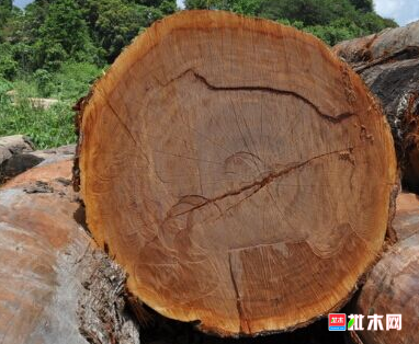 anywood.com