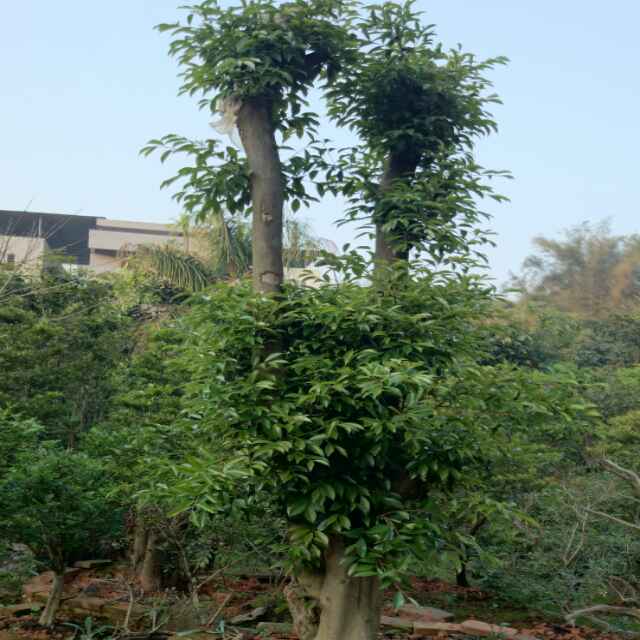 木道