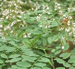 印度黄檀（印度黄花梨）
