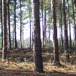 Ward Timber