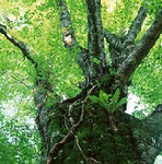Hites Hardwoods