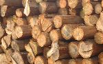 J K W Lumber