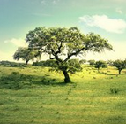 Ozark Wood