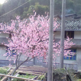 童繁/华